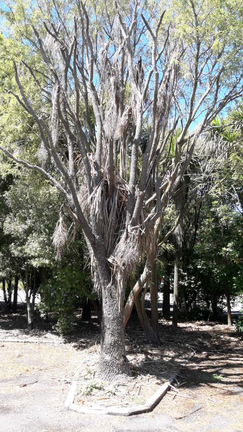 The photograph attached to this parks report