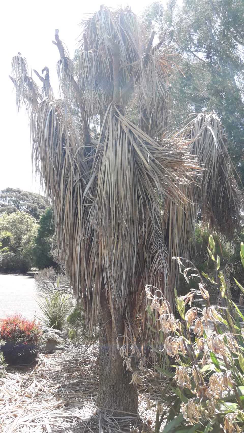 The photograph attached to this parks report