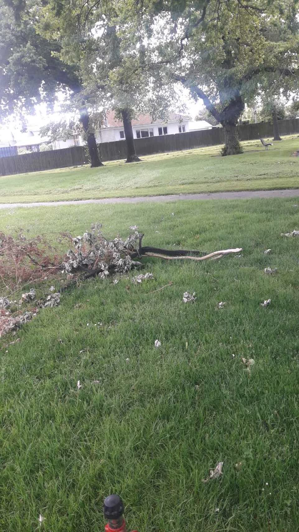 The photograph attached to this parks report