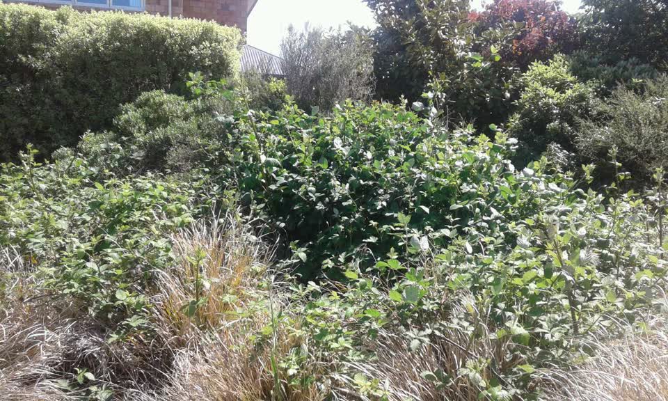 The photograph attached to this parks report
