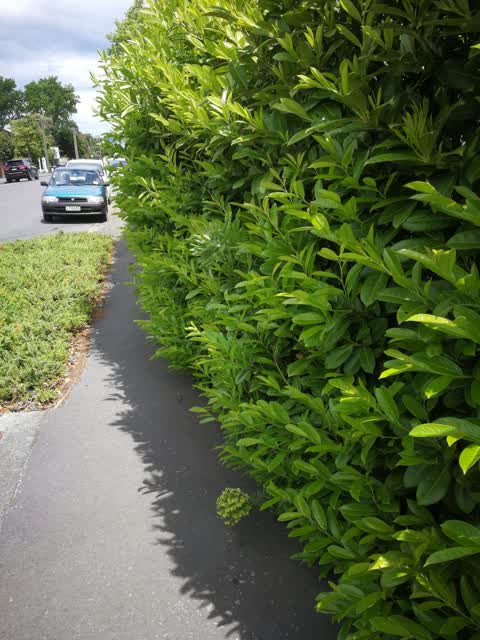 Roading/Streets, a report photo