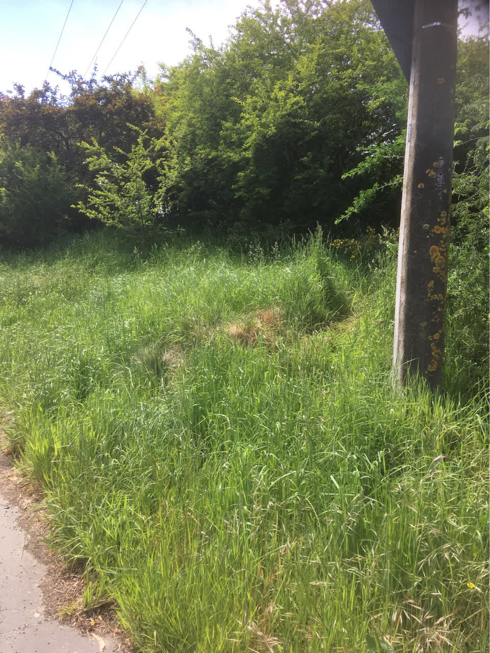 The photograph attached to this parks report