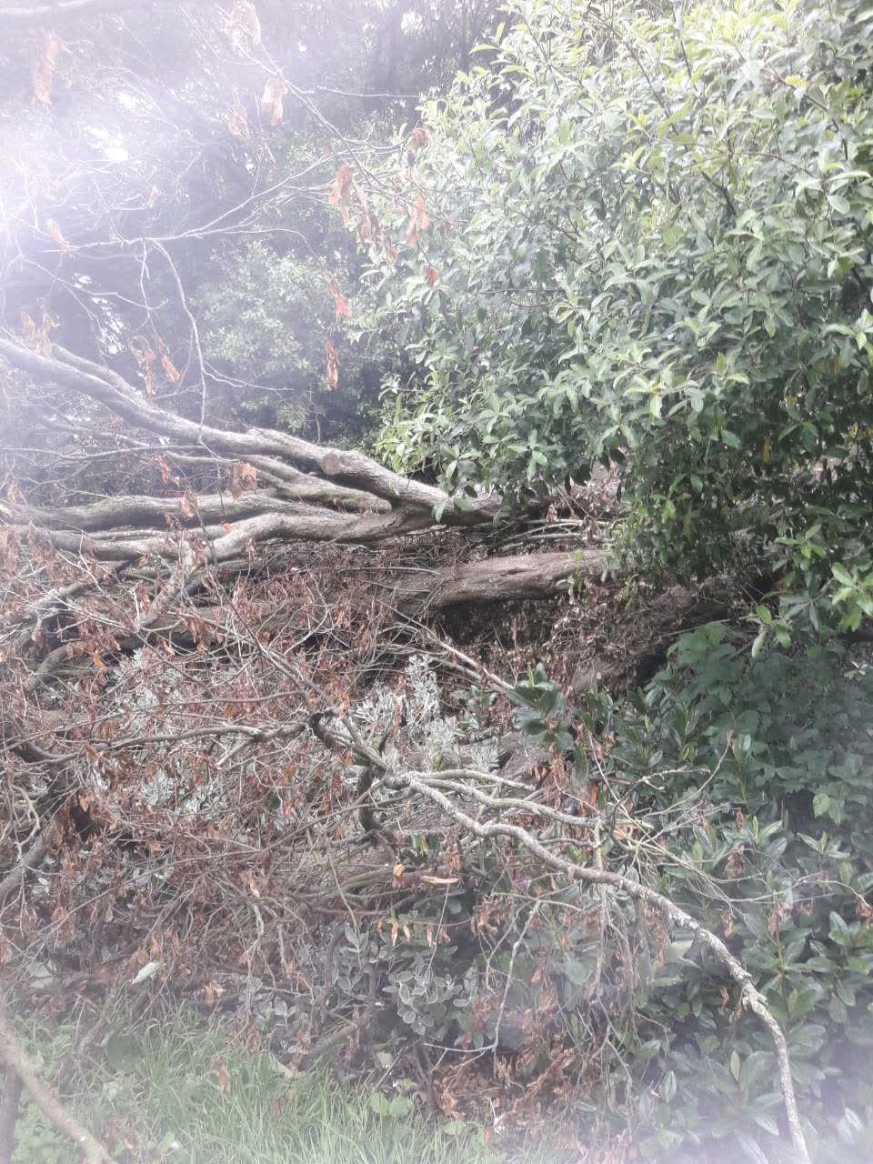 The photograph attached to this parks report