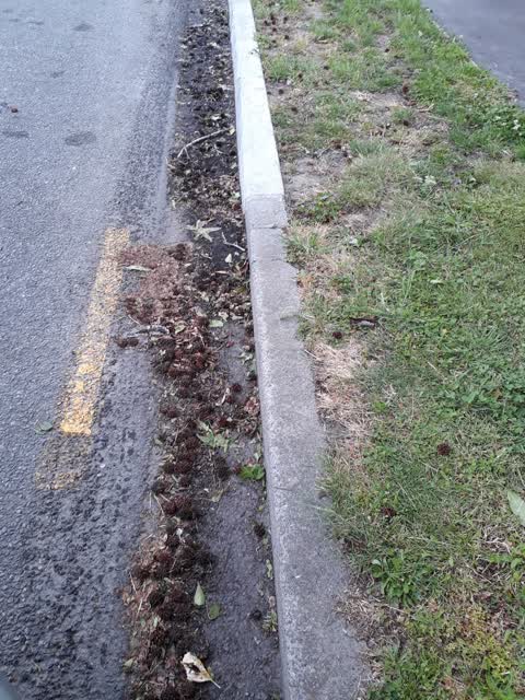 Roading/Streets, a report photo