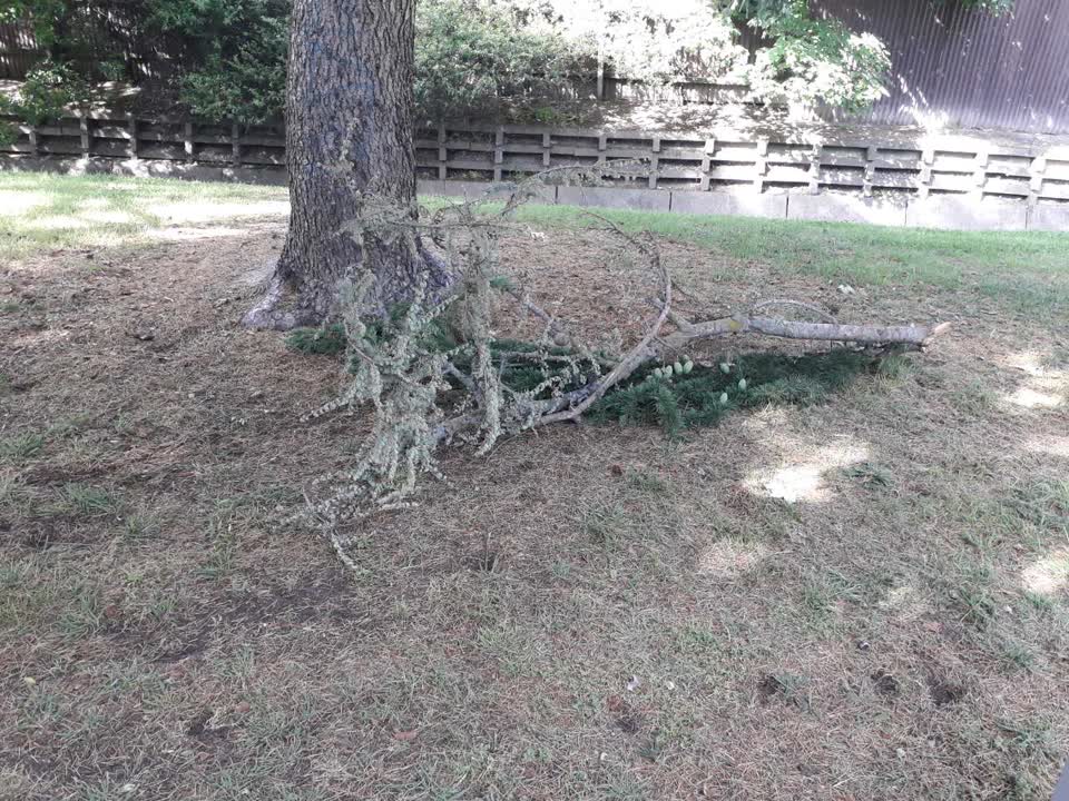 The photograph attached to this parks report