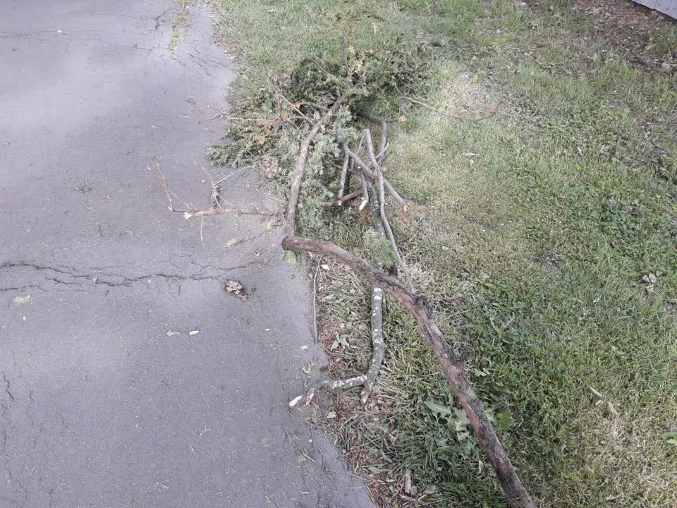 The photograph attached to this parks report