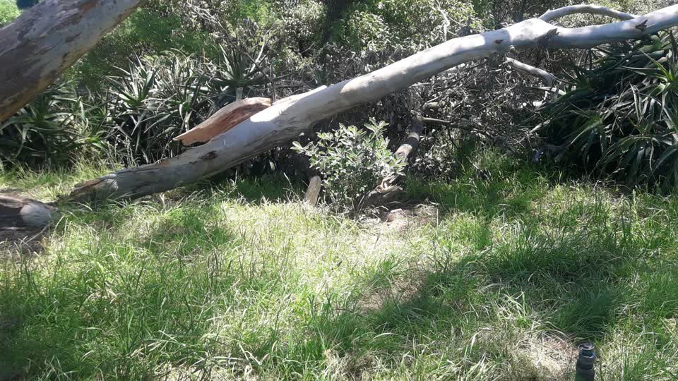 The photograph attached to this parks report