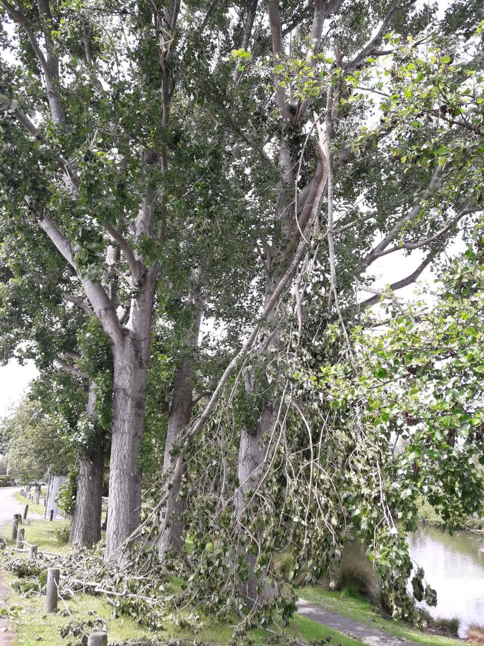 The photograph attached to this parks report