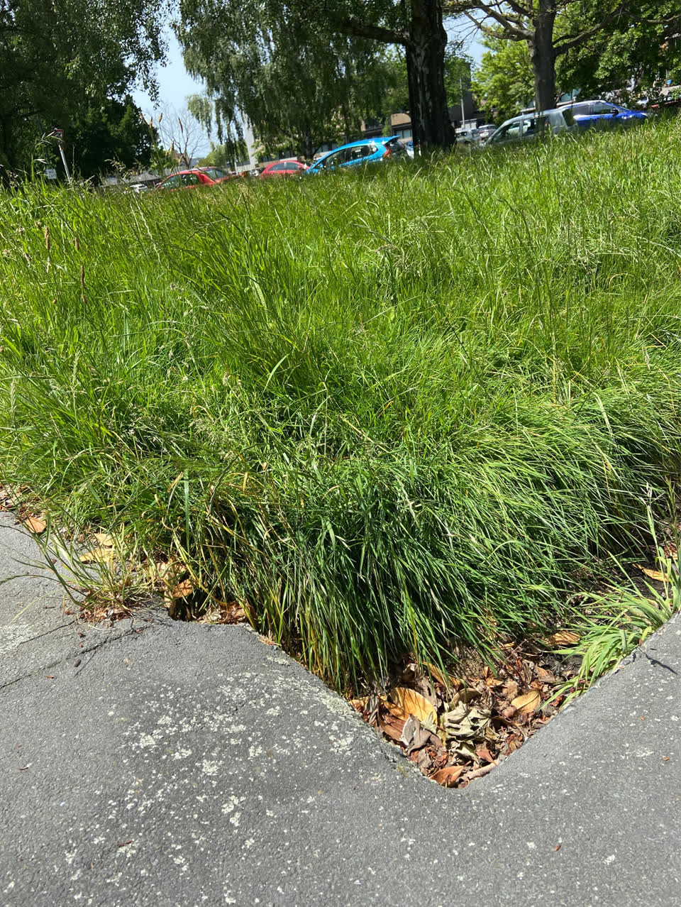 The photograph attached to this parks report