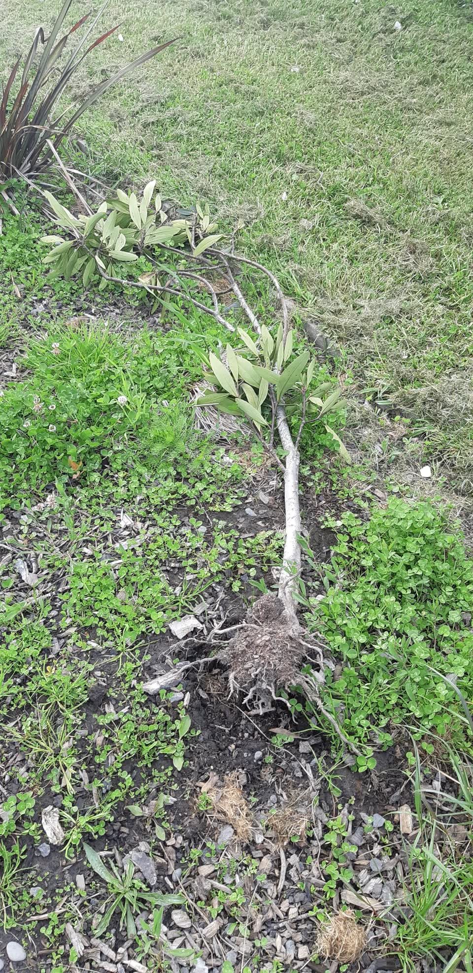 The photograph attached to this parks report