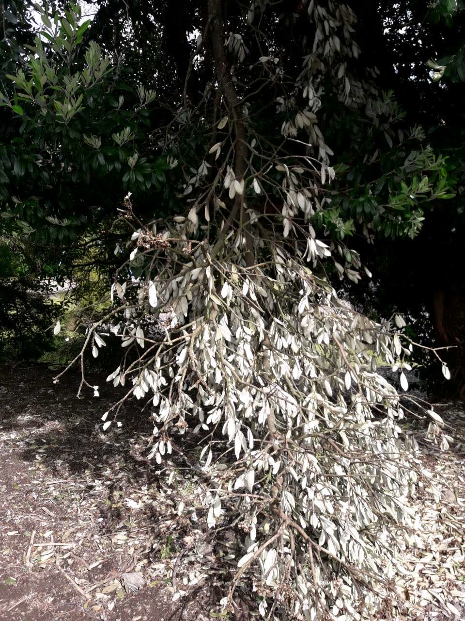 The photograph attached to this parks report