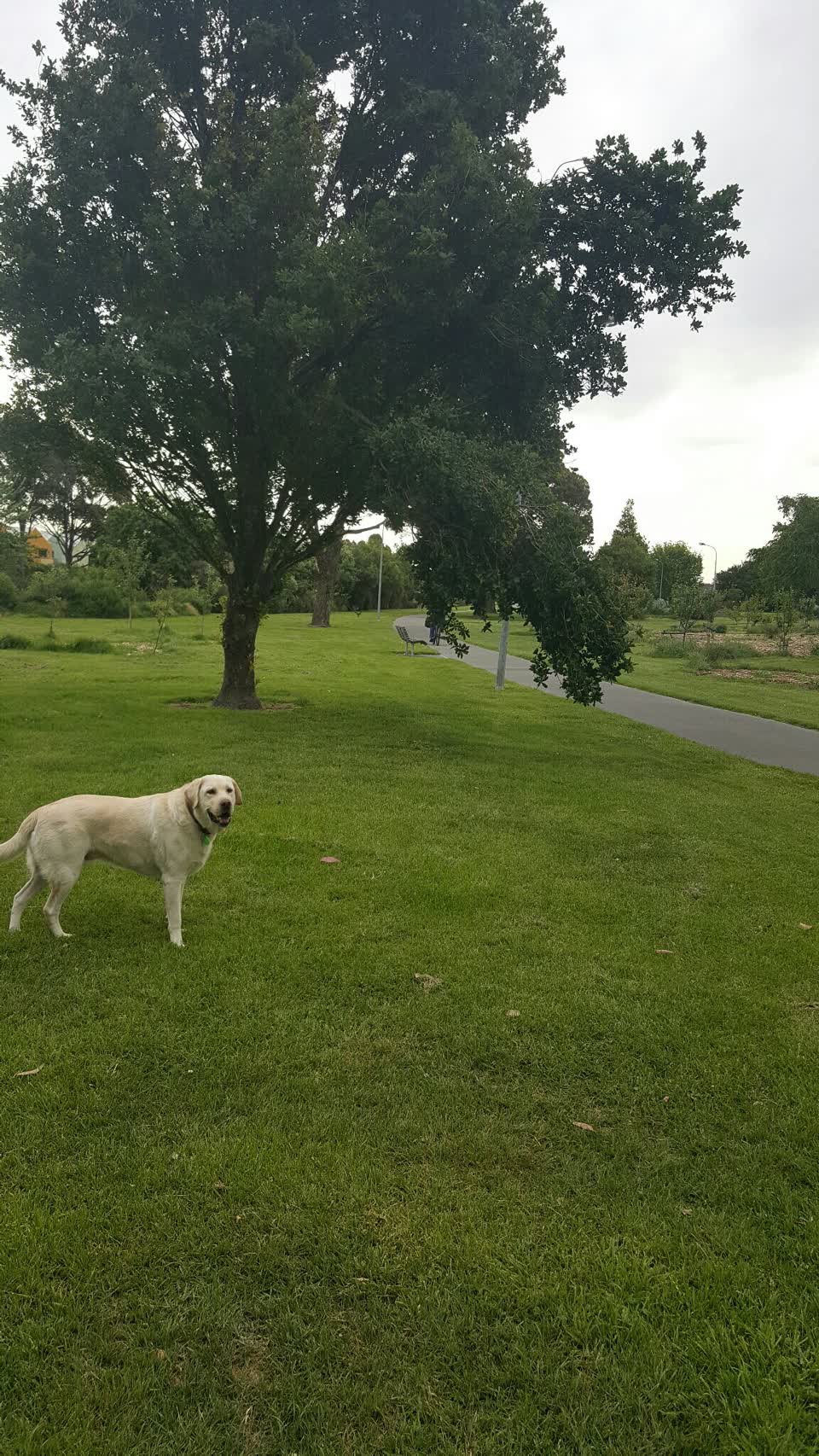 The photograph attached to this parks report