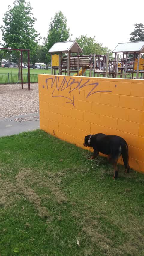 Graffiti — a report photo
