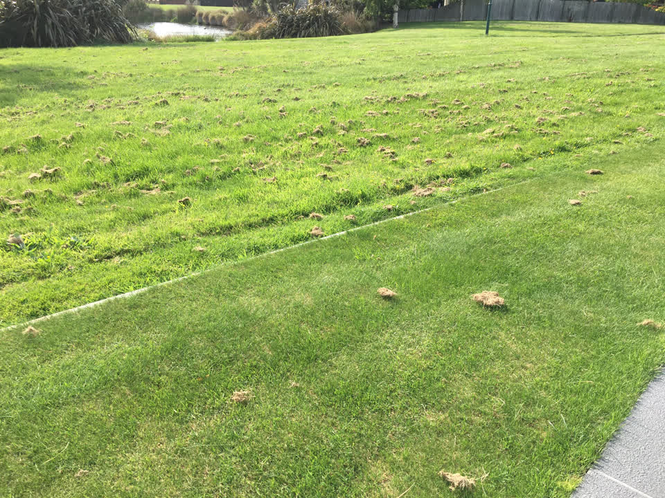The photograph attached to this parks report