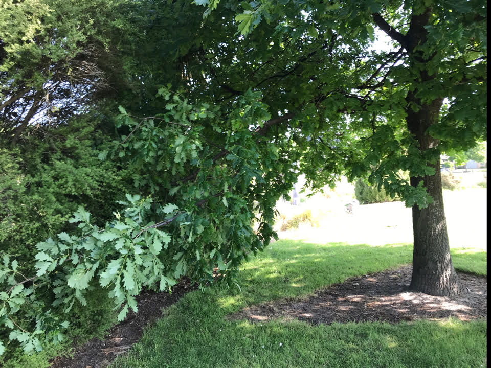 The photograph attached to this parks report