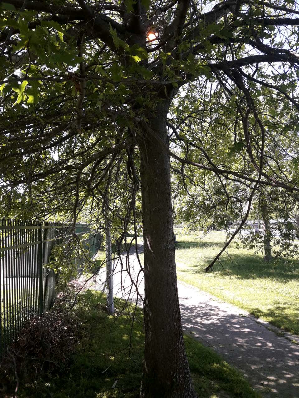 The photograph attached to this parks report