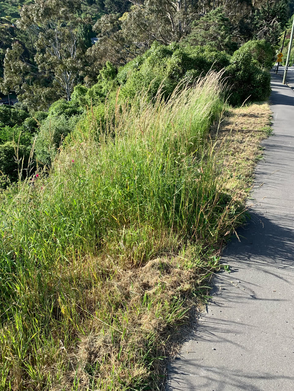 The photograph attached to this parks report