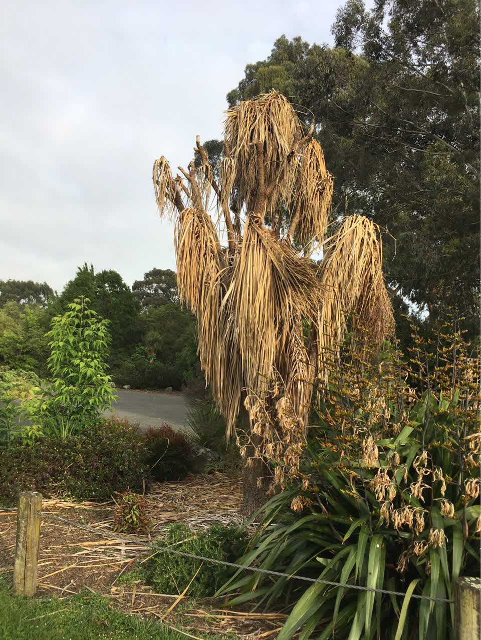 The photograph attached to this parks report