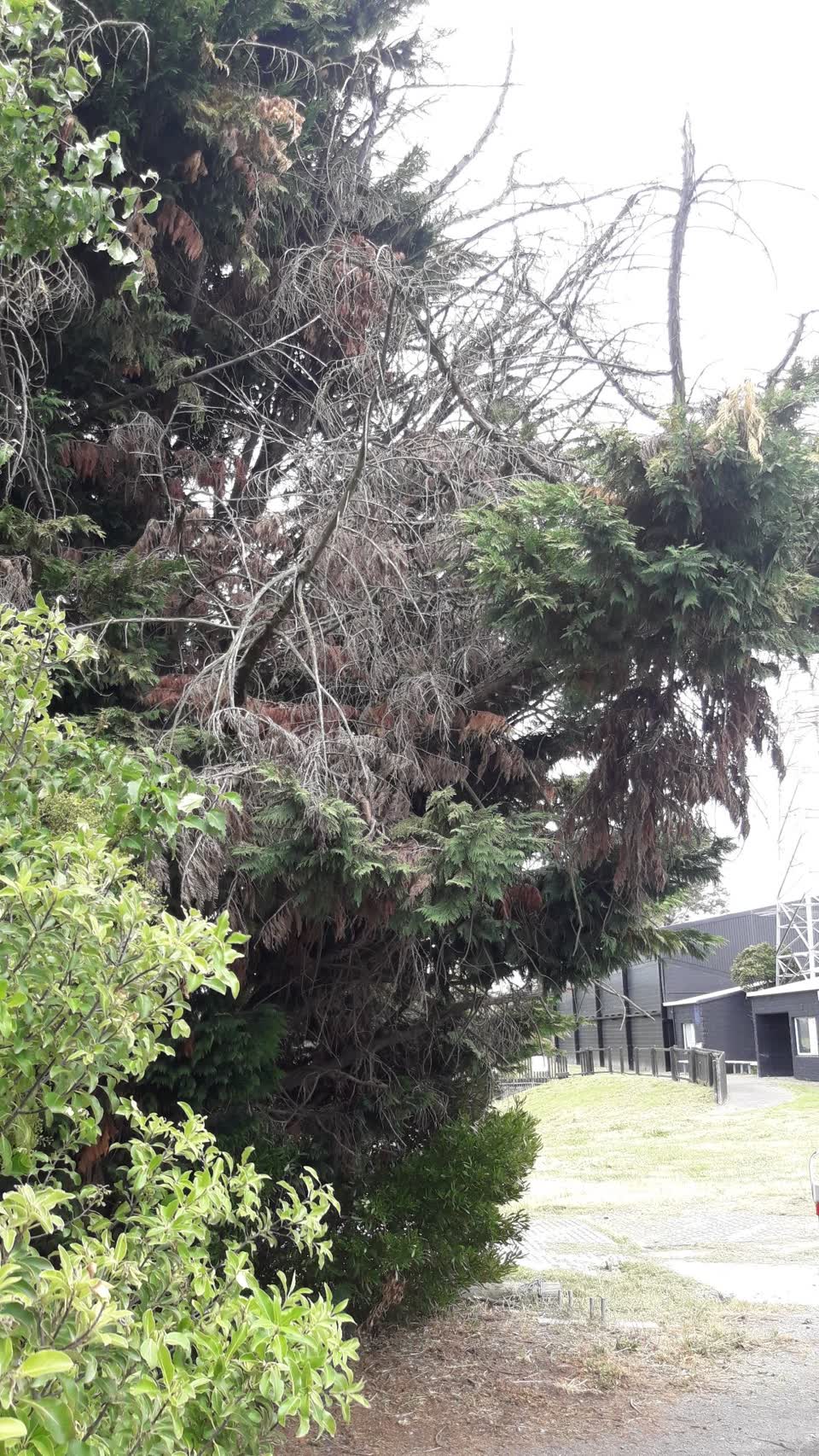 The photograph attached to this parks report