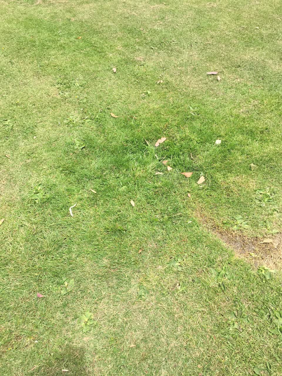 The photograph attached to this parks report