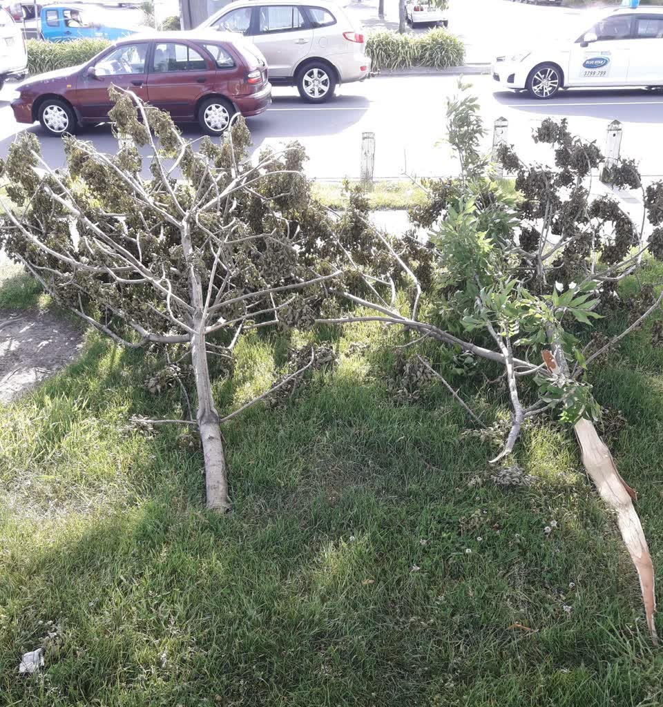 The photograph attached to this parks report