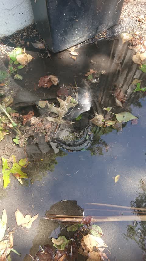 Water Supply, a report photo
