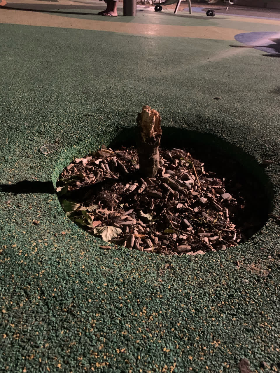 The photograph attached to this parks report