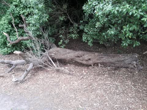 Parks, a report photo