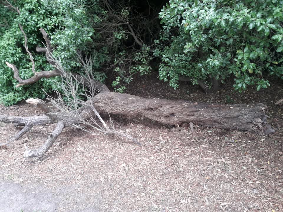 The photograph attached to this parks report