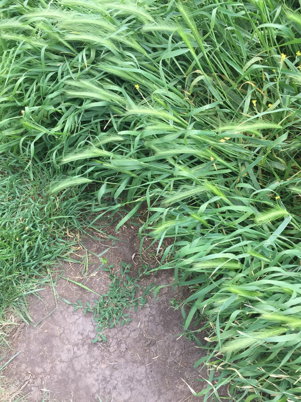 The photograph attached to this parks report