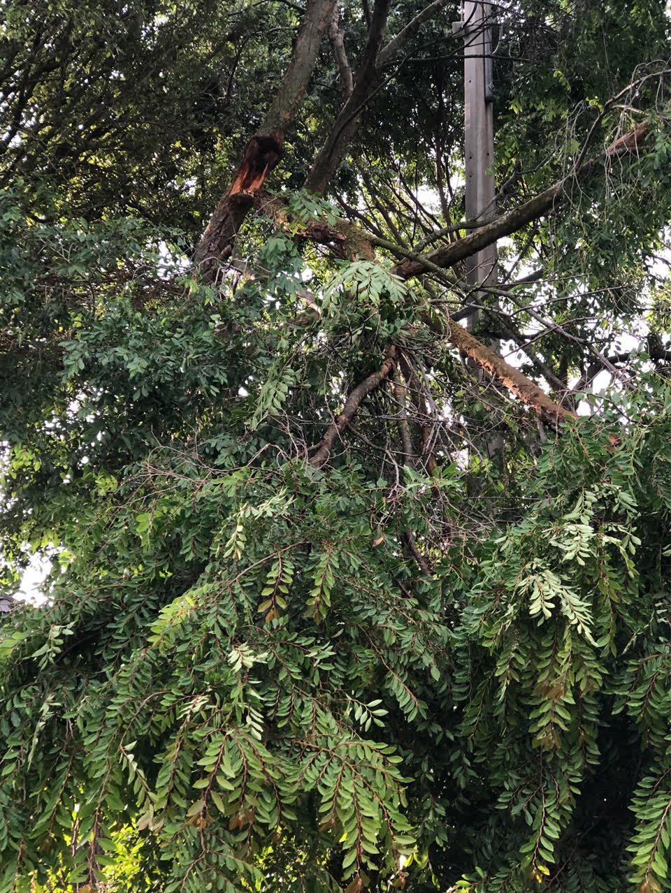 The photograph attached to this parks report