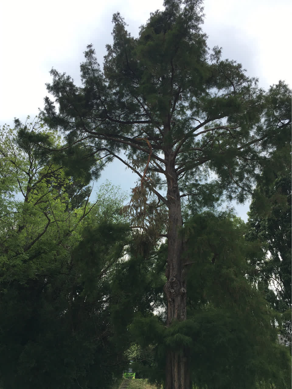 The photograph attached to this parks report