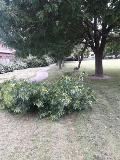 Parks — a report photo