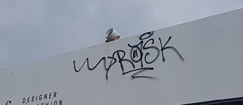 Graffiti, a report photo