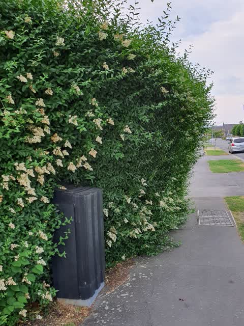 Roading/Streets, a report photo