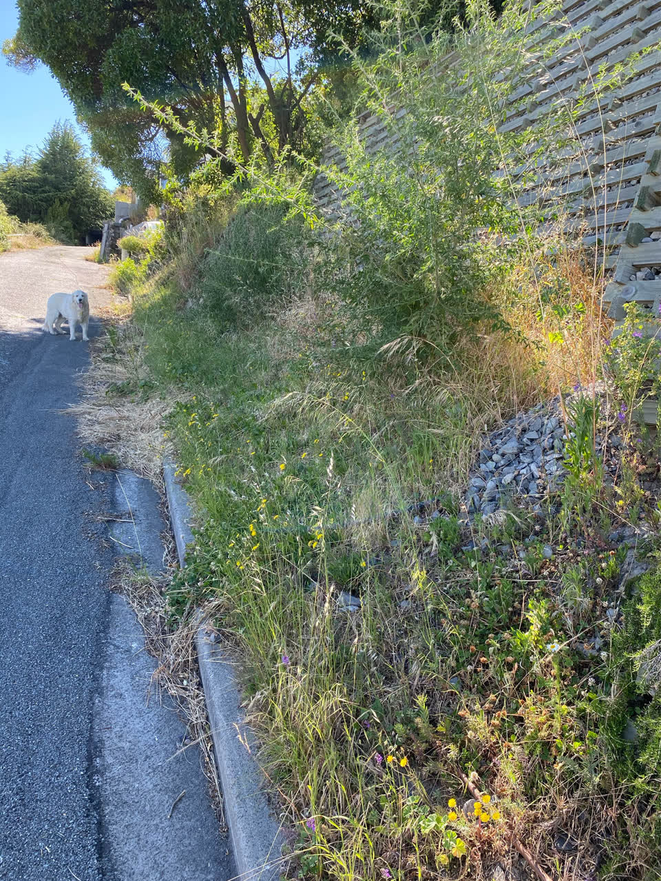 The photograph attached to this parks report