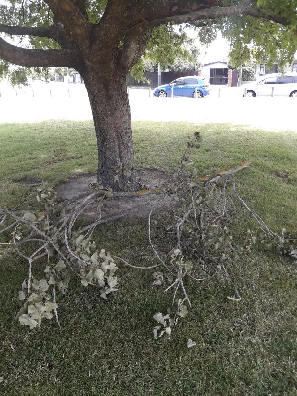 The photograph attached to this parks report