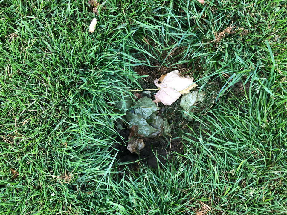 The photograph attached to this parks report
