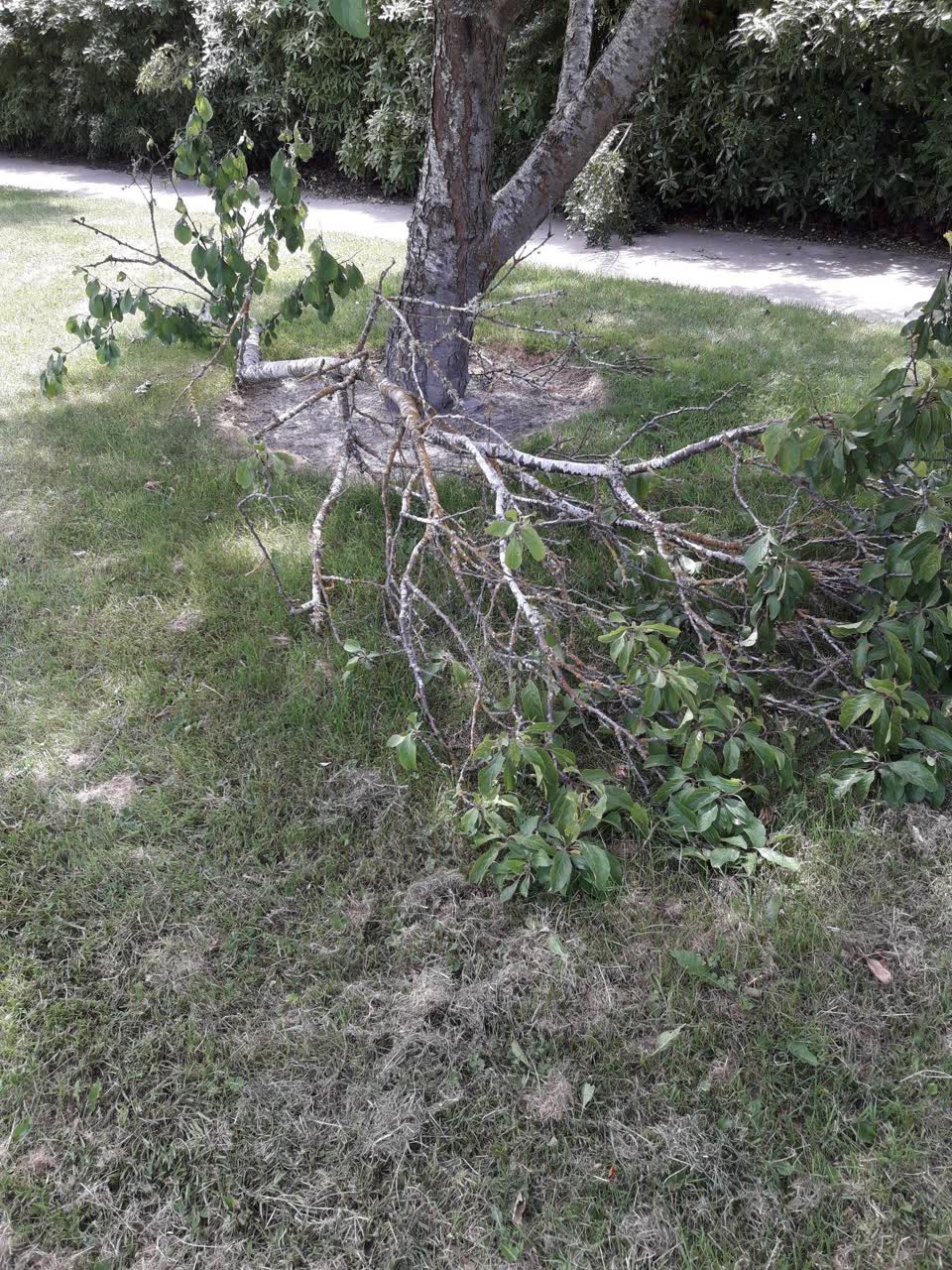 The photograph attached to this parks report