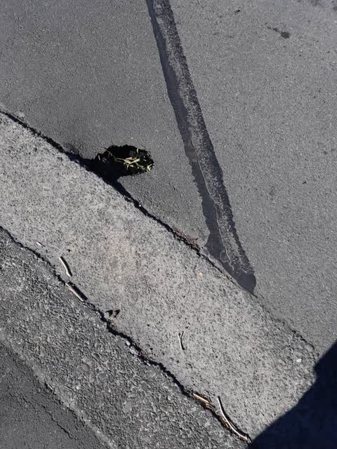 Roading/Streets, a report photo