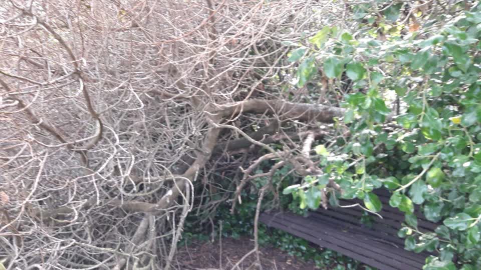 The photograph attached to this parks report