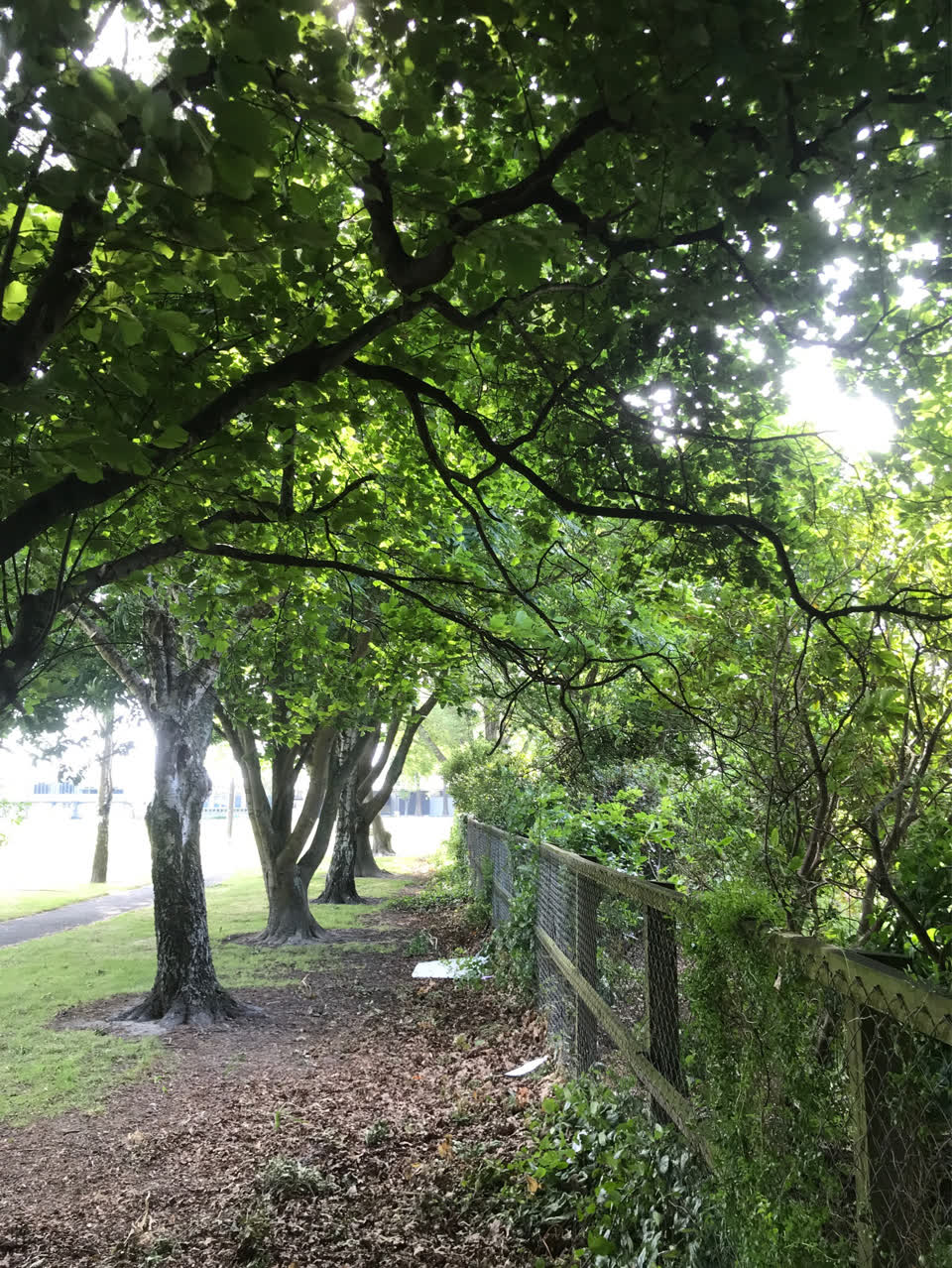 The photograph attached to this parks report