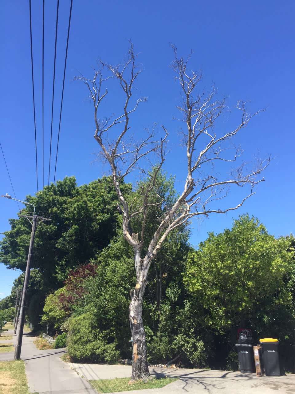 The photograph attached to this parks report