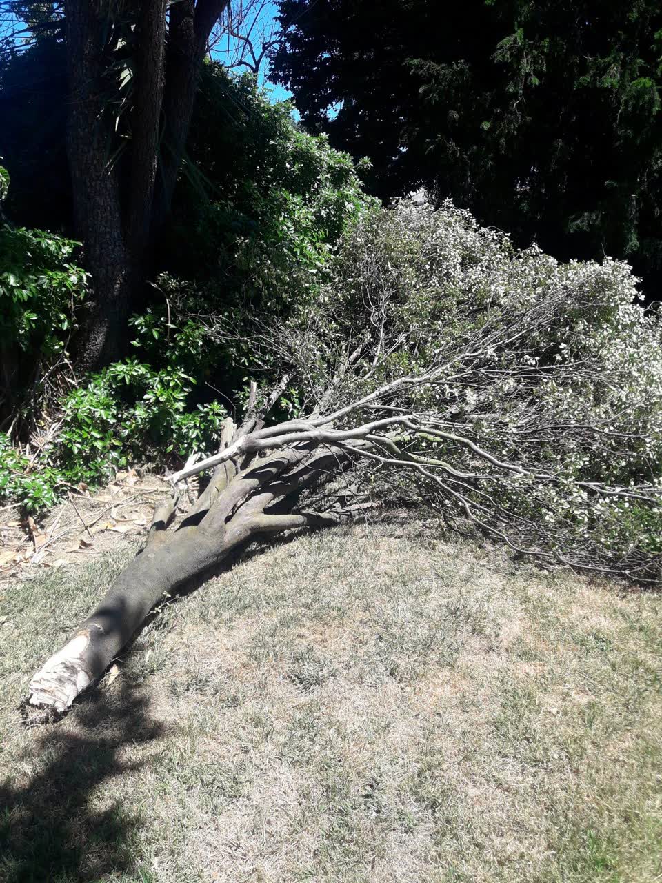 The photograph attached to this parks report