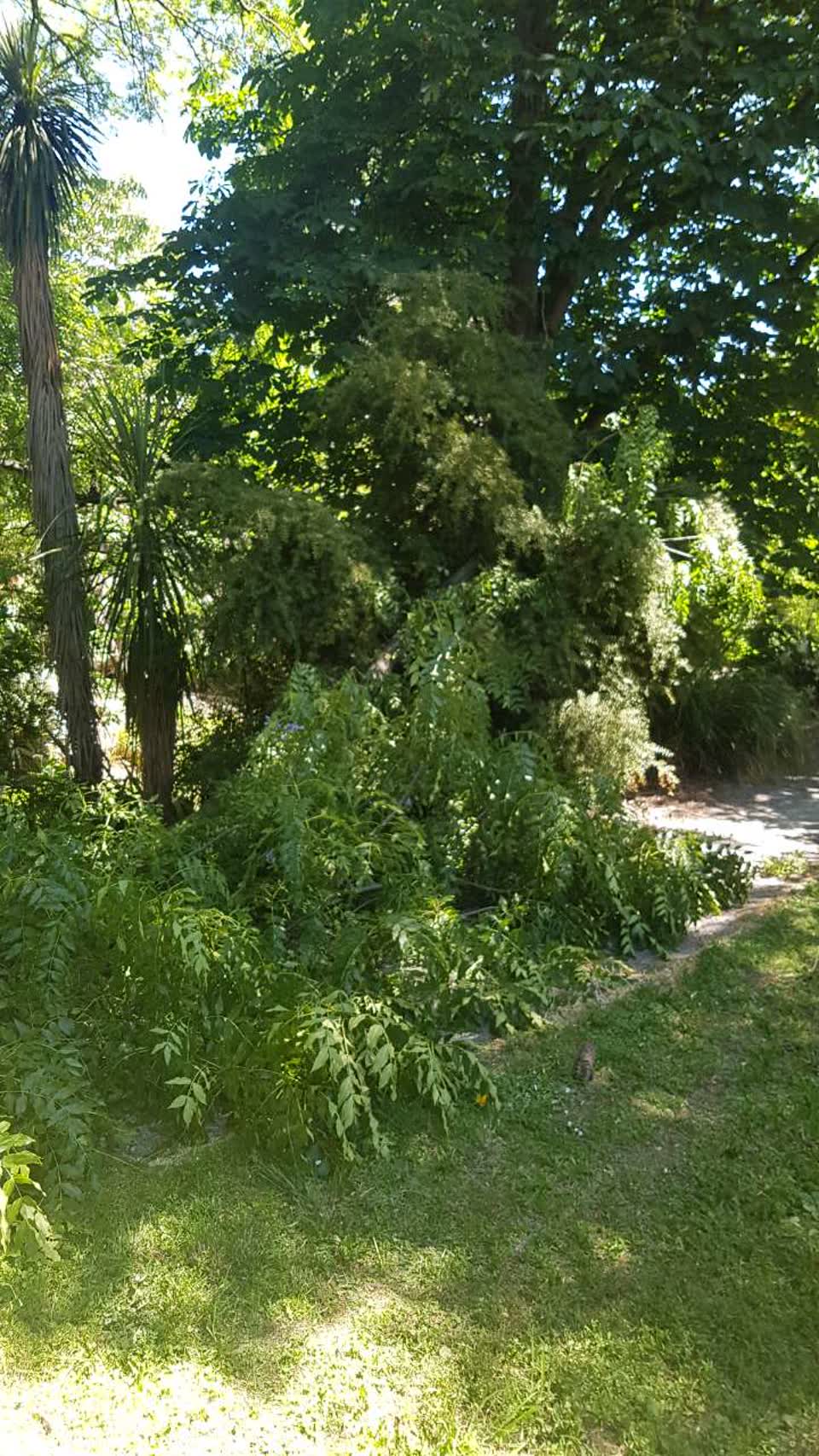 The photograph attached to this parks report