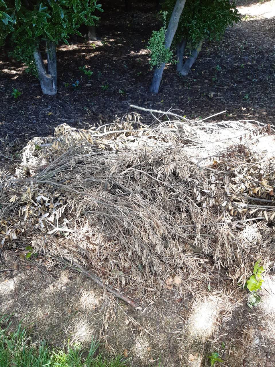 The photograph attached to this parks report