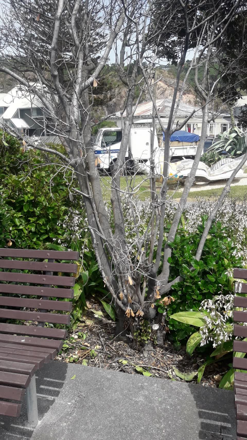 The photograph attached to this parks report