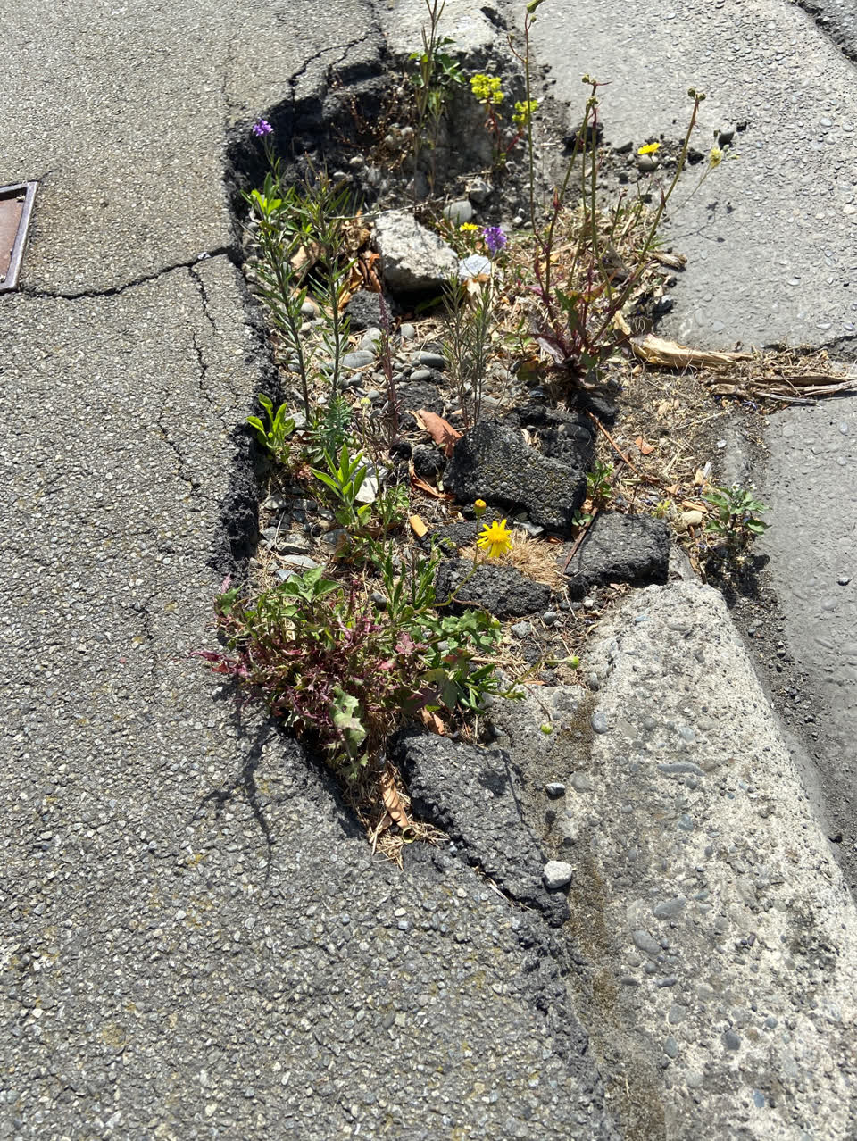 The photograph attached to this roading/streets report
