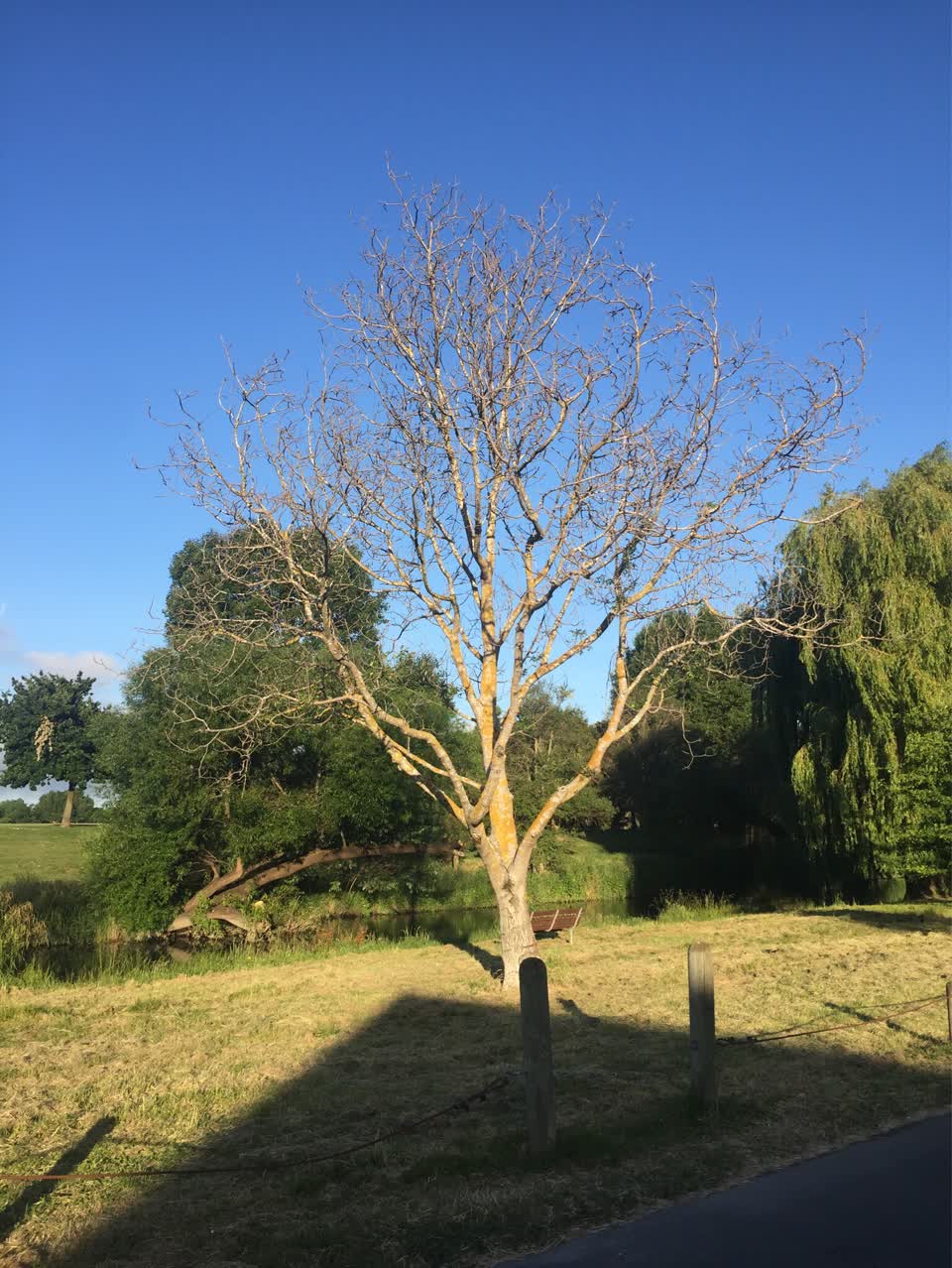 The photograph attached to this parks report