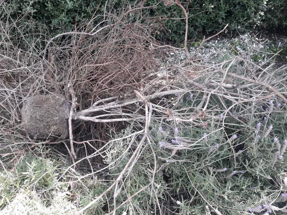 The photograph attached to this parks report